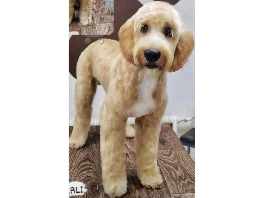 Labradoodle F1b